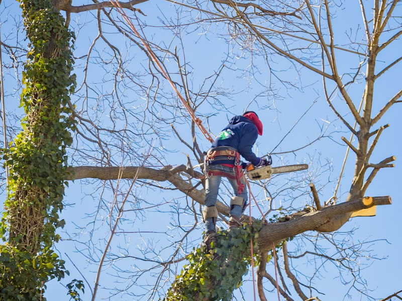 Marketing Solutions for Tree Removal Companies - Marketing for Tree Removal Companies Industries