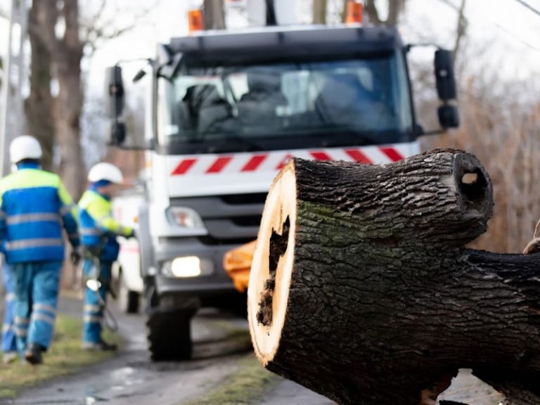 Marketing for Tree Removal Companies