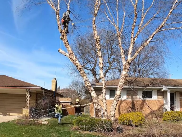Tree Removal Videography - Marketing for Tree Removal Companies