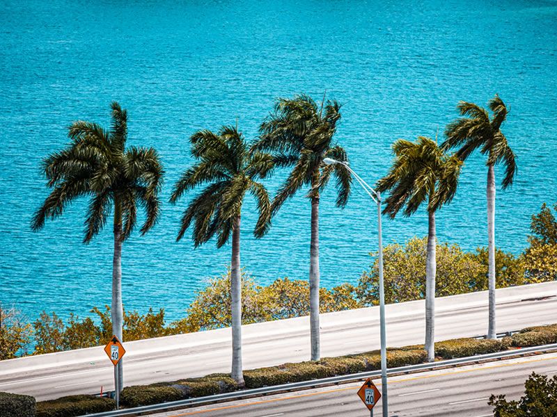 Palm trees lined up along a highway by the water blowing in the wind